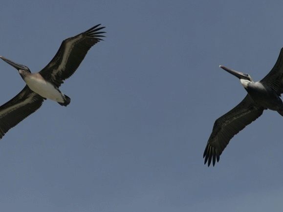 Florida pelicans targeted in slashing attacks