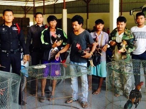 Four arrested for gambling at illegal Phuket cock-fight