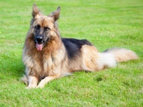 The Big list: Affluent animals