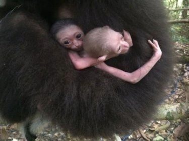 Phuket Tsunami Day Twins Fight to Survive at Gibbon Sanctuary