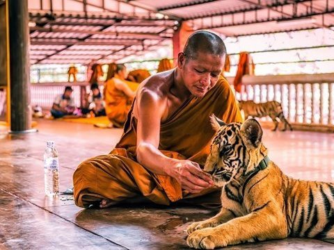 У храма в Катчабури конфисковали тигров