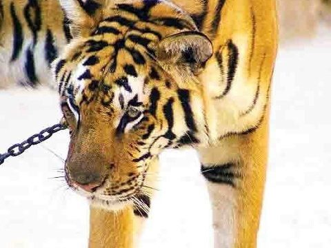 В «Храме тигров» не нашли нарушений