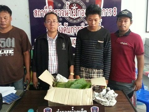 Four arrested in Phuket with 20 kilos of kratom leaves