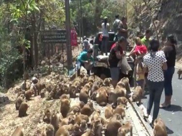 Phuket Hill Monkeys Descend in Hundreds as Drought Strikes Holiday Island