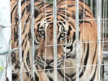 Asean Today: Lawless Playground Where Tourists Eat Tigers; Burma Jails Reporters;  Brunei ...