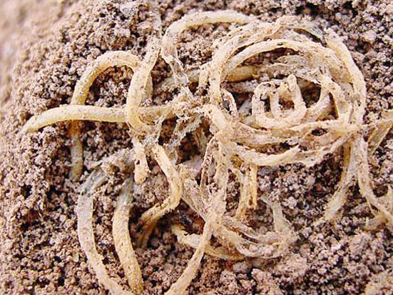 The Big List: Ancient Edibles