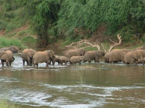 Time running out for wild elephants