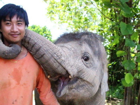 Livestock officers check reports of elephant abuse on Phuket