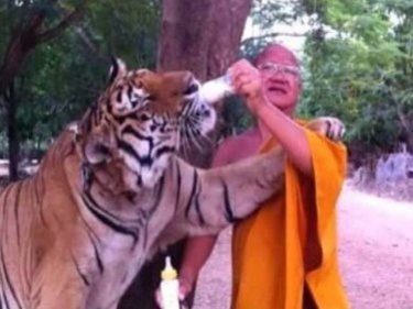 Thailand's Tiger Temple Abbot in ICU After Tiger Savages Him