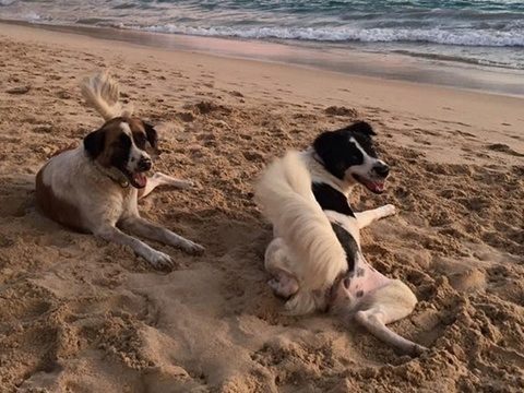 Dog rules to be enforced on popular Phuket beach