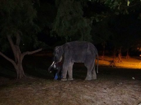Слон убил одного погонщика и ранил другого в провинции Районг