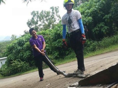 Phuket python pipe rescue pics go viral