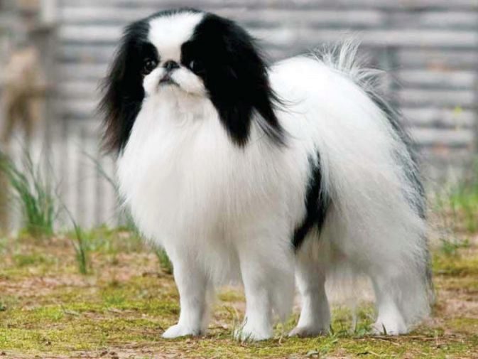 Pets: Imperial paws: Japanese Chin